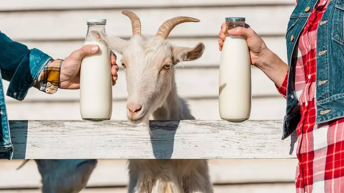 The Nutritional Benefits of Goat Milk A Comprehensive Overview Slash